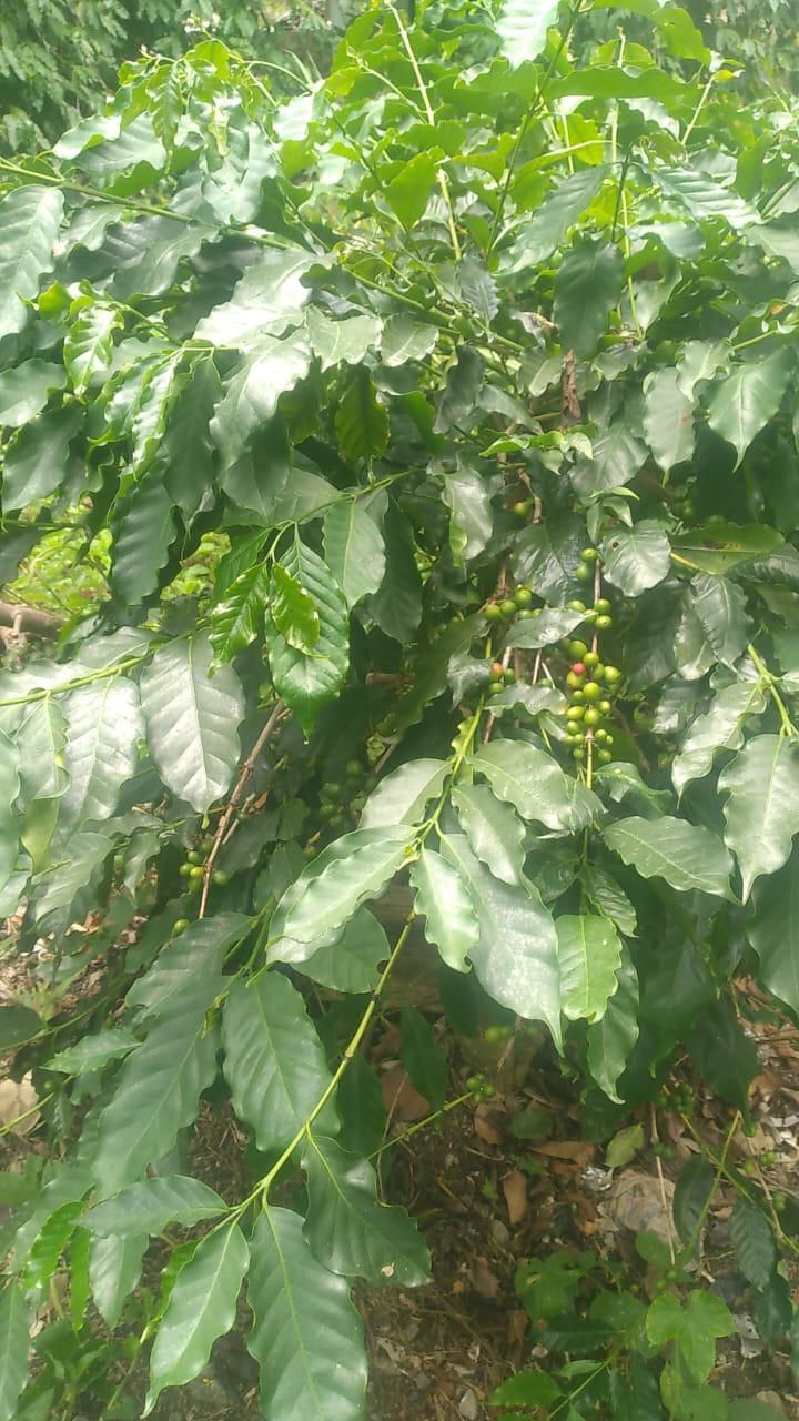 Fresh Leaves